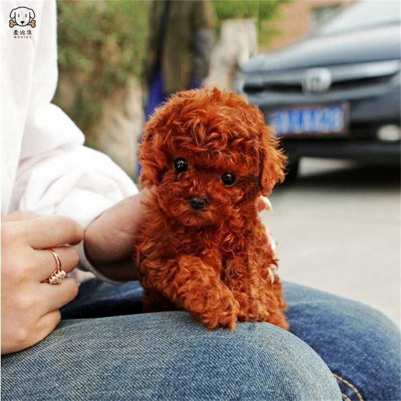 麦比佳 宠物泰迪犬幼犬狗狗活体 纯种血统级小体茶杯 泰迪贵宾犬 迷你玩具型微小体卷毛贵宾犬茶杯犬视频挑选高清大图
