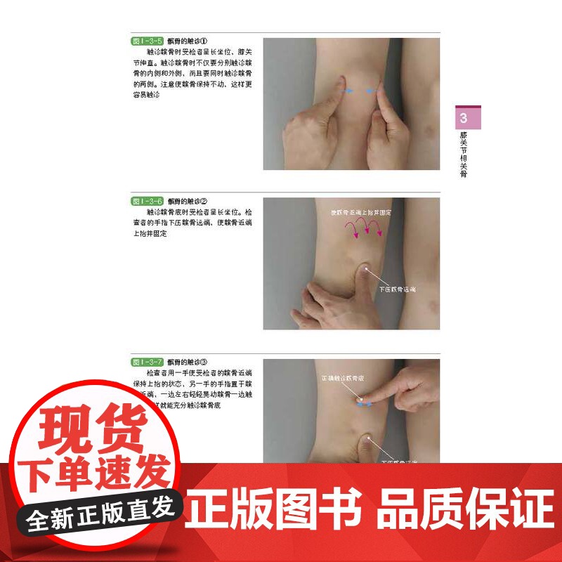 功能解剖触诊技术 下肢和躯干 第2版 运动康复 医学 解剖 日本重印20余次 北京科学技术高清大图