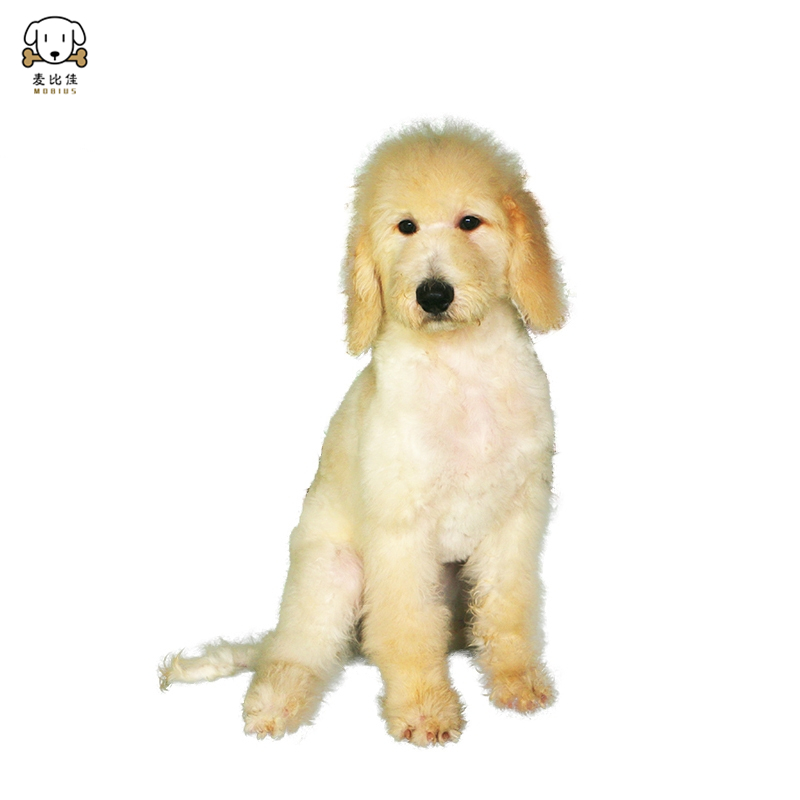巨型贵宾犬幼犬 狗狗活体巨贵幼犬 纯种血统巨大型泰迪贵宾宠物狗 卷毛贵宾大型泰迪狗 健康保障视频挑选高清大图