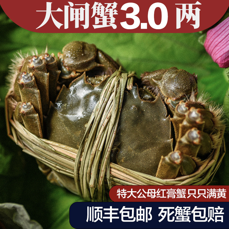 【活蟹】自然译鲜活螃蟹 精品红膏生鲜大闸蟹 公3.0-3.5两 母2.0-2.5两 5对10只装