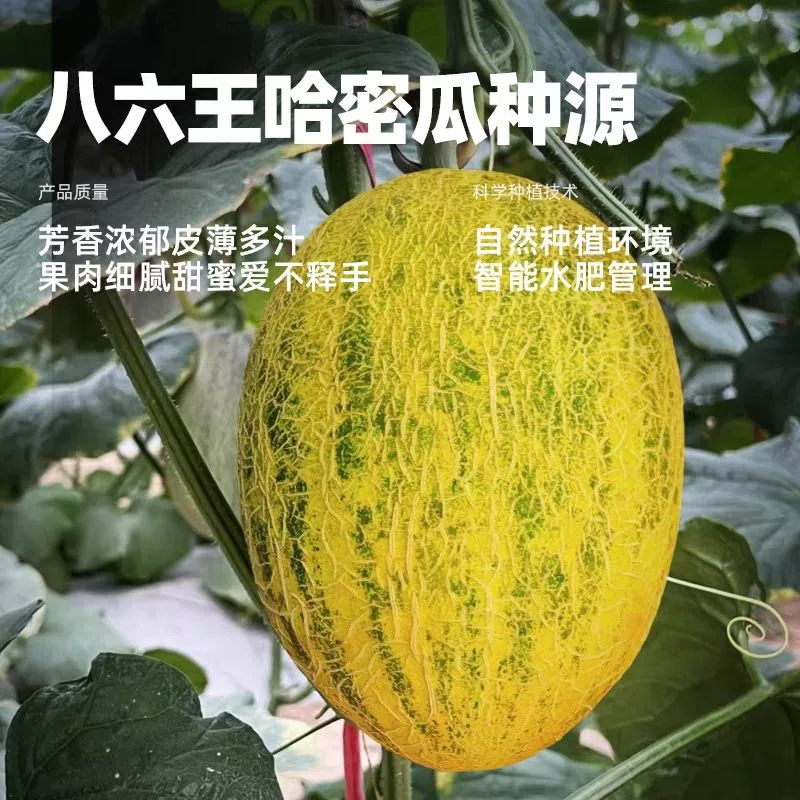 礼盒装[西沛生鲜]正宗八六王瓜 净重7.5斤 3-6个 新鲜水果当季哈蜜瓜高清大图