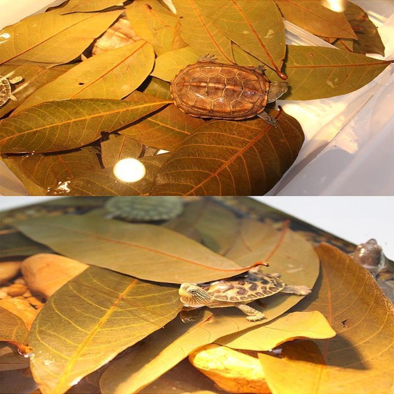 0.2斤 龙眼叶100片(买3送1) 免煮乌龟龙眼叶腐皮养龟用品水族鱼缸榄仁叶懒人调节水质造景龟用