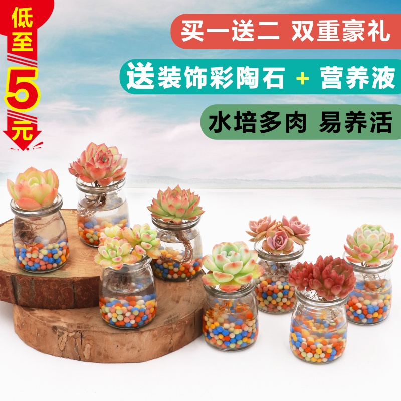Dh保温壶其他培多肉植物玻璃瓶组合盆栽办公室桌面易活养diy趣味多肉 价格图片品牌报价 苏宁易购泽瑄精品专营店