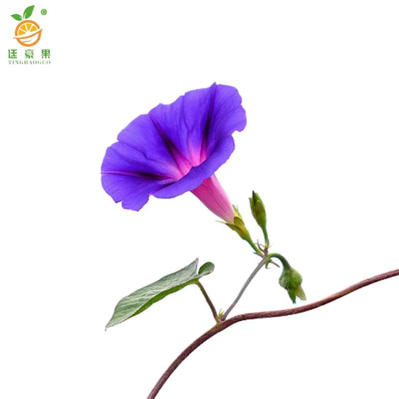 廷豪果 牵牛花 20cm /株高清大图
