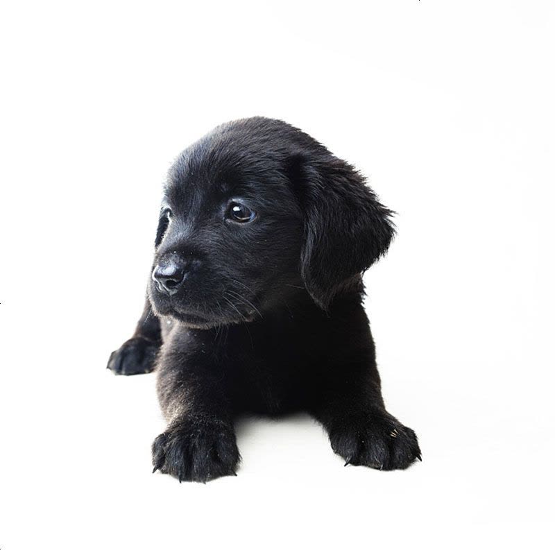 拉布拉多幼犬导盲犬 拉布拉多幼犬纯种 小宠物狗拉布拉多幼崽 中大型犬 小型犬 纯种金毛图片