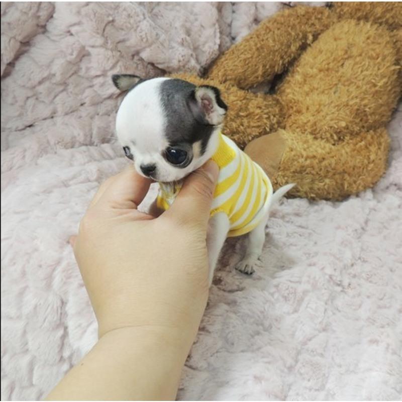 纯种铁包金吉娃娃幼犬活体长不大的小型黑白花色茶杯犬家养宠物狗