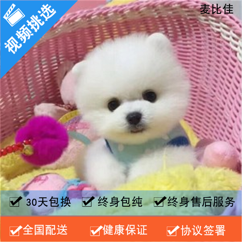 麦比佳 纯种哈多利系球体博美犬幼犬俊介 茶杯博美犬 日系俊杰双血统长不大的茶杯狗白色博美犬 赛级博美犬活体狗狗纯种博美犬高清大图