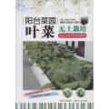 叶菜无土栽培