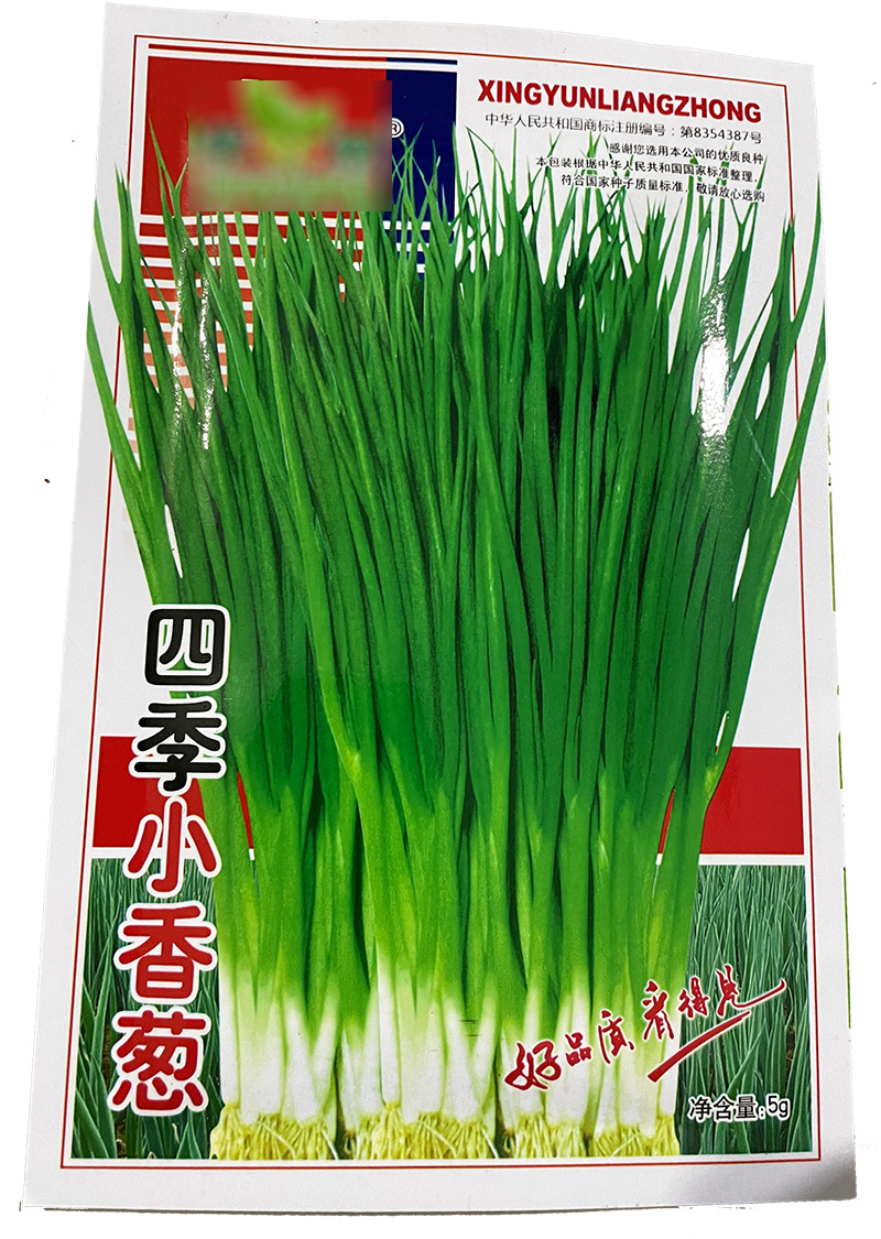 庭院阳台四季小香葱种子盆栽小葱蔬菜种子籽四季播种孑播种开花高清大图