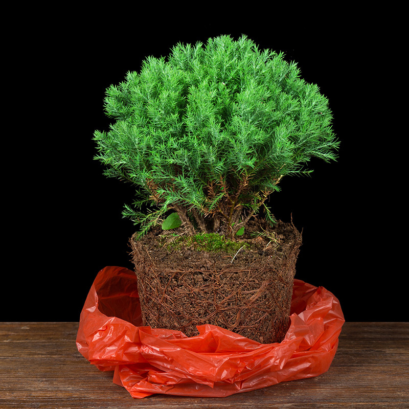 李绅园艺用品 新品推荐 赤楠盆栽米兰花盆栽蓬莱松盆栽文竹盆栽雾松盆栽室内室外客厅观叶植物盆景米兰花盆栽 价格图片品牌报价 苏宁易购璐莲日化专营店