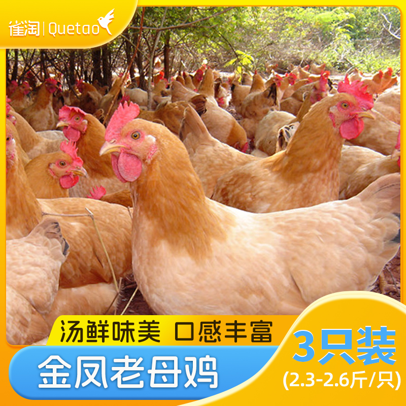 雀淘 皖南金凤黄油老母鸡2.3-2.6斤/只 3只装 新鲜现杀冷冻农家慢养走地鸡