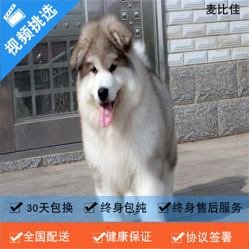 麦比佳 纯种巨型阿拉斯加幼犬活体宠物 熊版十字脸阿拉斯加雪橇犬 双血统烟灰色桃脸阿拉斯加幼崽 大型犬雪橇犬阿拉斯加犬1高清大图