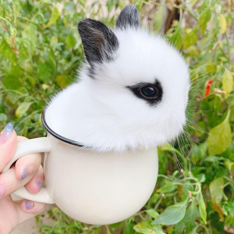 小兔子活体长不大垂耳兔迷你熊猫小型侏儒兔茶杯兔宠物公主小白兔一只