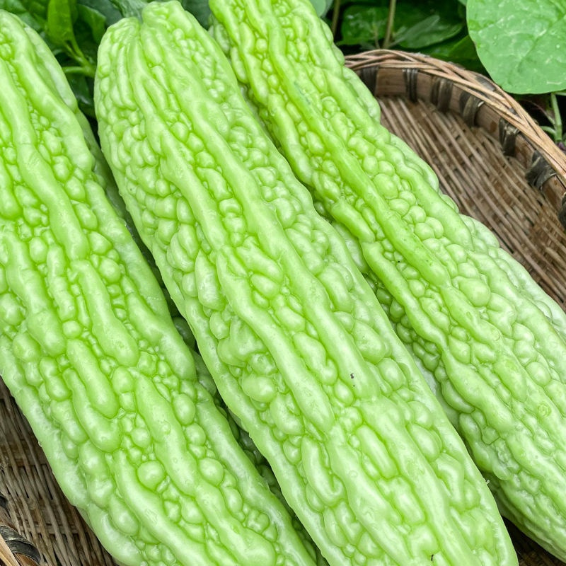 生鲜>时蔬蛋类>茄果瓜类>湛航>湛航现摘现发广东新鲜苦瓜本地农家时令