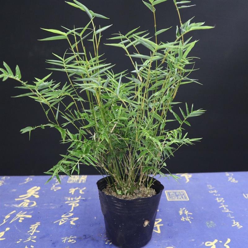 像竹子一样的盆栽叫什么名字(像竹子一样的盆栽叫什么名字好听)