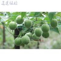绿植绿植罗汉果种子罗汉果种苗罗汉果种植介绍罗汗果种子爬藤果树51-200粒6毛1粒不含盆