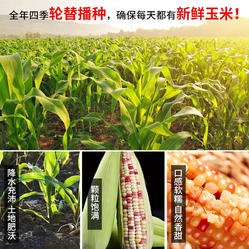 [西沛生鲜]云南新鲜拇指玉米 香糯小玉米 净重8斤 黏玉米甜糯玉米袋装粘玉米黄糯玉米现摘高清大图