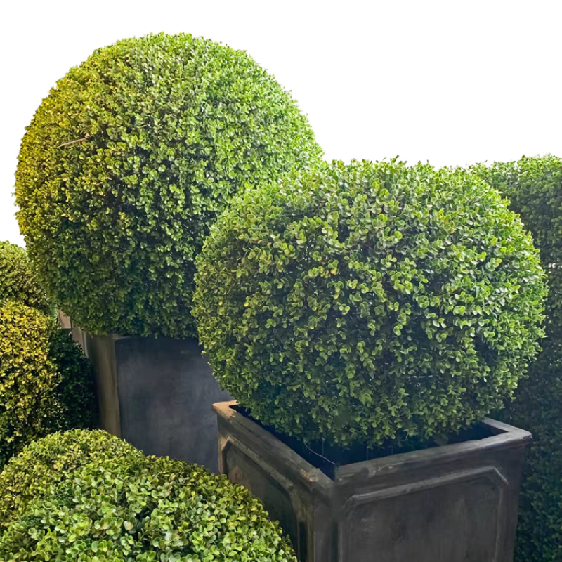 诚智旺 黄杨球 冠幅80cm /棵高清大图