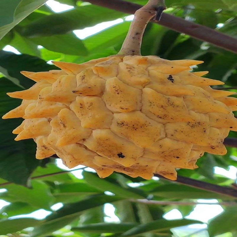 鬼荔枝嫁接当年结果南方种植盆栽果树黄龙释迦果两年苗正品嫁接苗参数