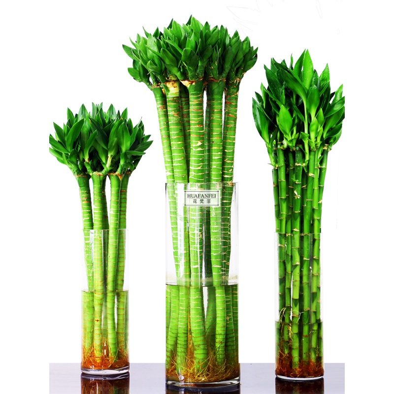 水养富贵竹竹弯竹龙竹水竹开运竹子带根室内绿植水培植物花卉