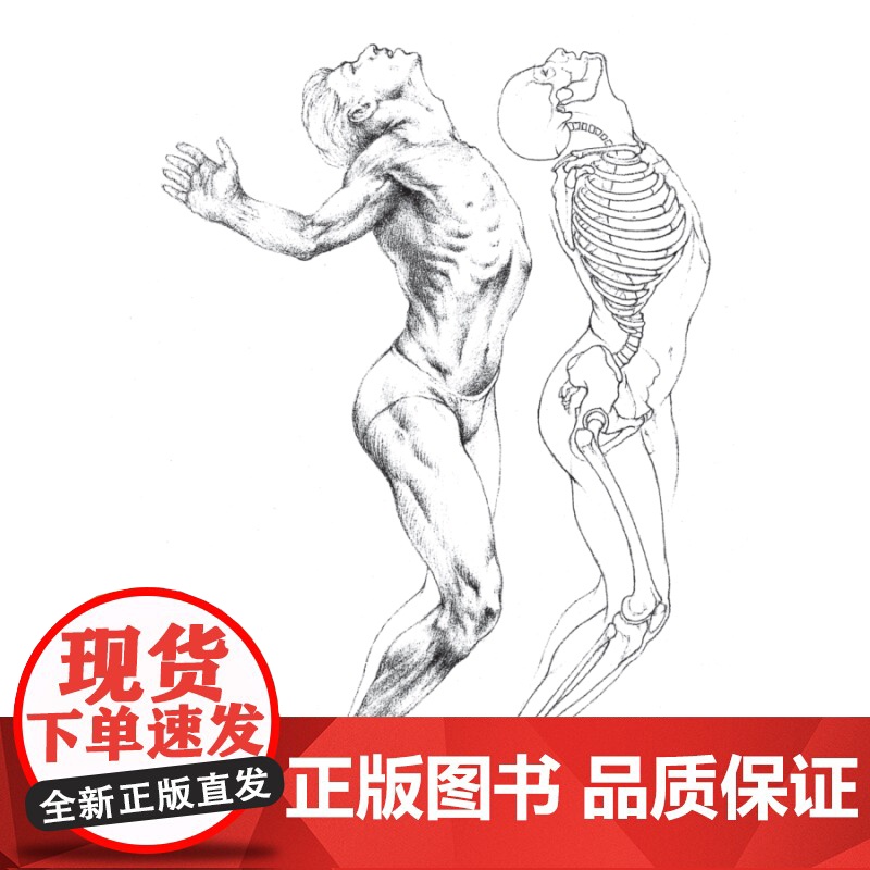 艺用人体运动解剖 西方经典美术技法译丛 路易丝戈登 人体素描 素描 绘画 图解解剖学 上海人民美术出版社高清大图