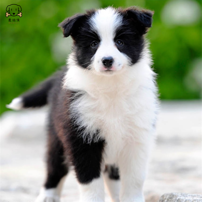 麦比佳 边境牧羊犬幼犬边牧狗活体纯种血统级中大型边牧犬大骨架三通七白通脖通背牧羊犬高智商宠物狗视频挑选高清大图