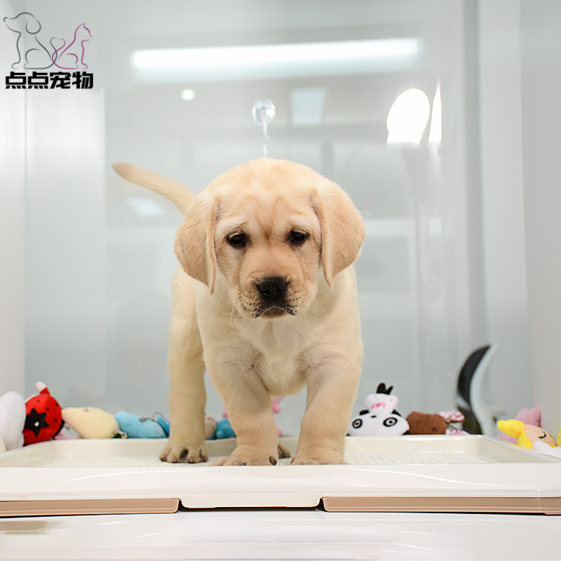 【点点宠物】宠物狗狗拉布拉多犬幼犬 纯种血统级短毛拉布拉多导盲犬 赛级大骨架高智商拉布家养宠物狗狗 可视频挑选包健康高清大图