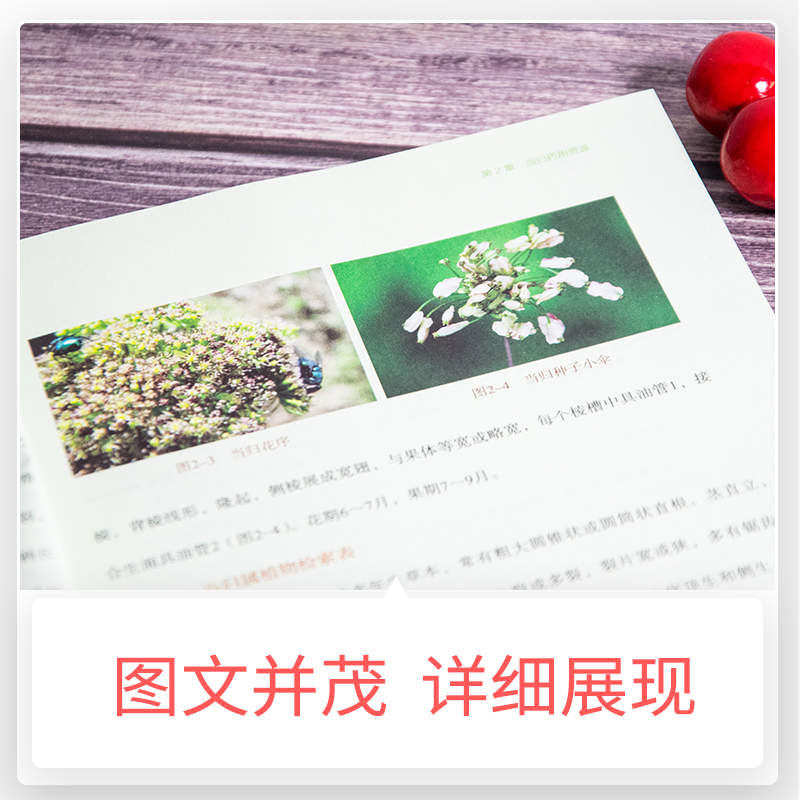 [醉染正版]正品 中药材生产加工适宜技术丛书当归干归栽培采收种植物种子繁育繁殖育苗播种技术精细化种植加工采集加工高清大图