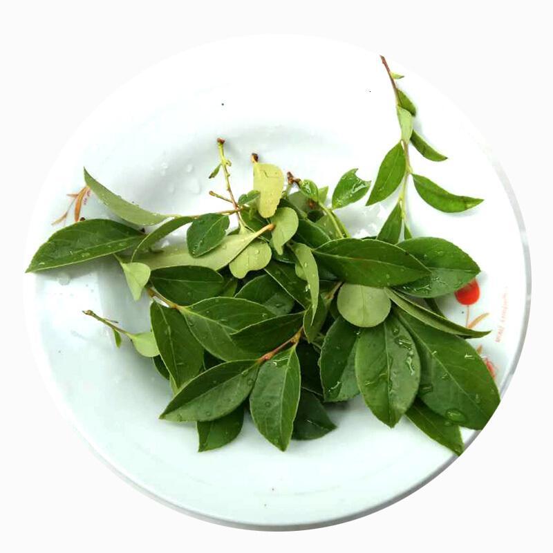 xj乌饭叶新鲜500g南烛叶乌饭乌树叶乌饭制作乌米饭wfy可开发票