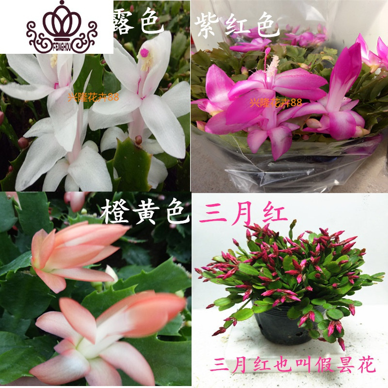 封后蟹爪兰多色四季开花的盆栽绿植花卉室内多肉植物脚蟹兰去甲醛 蟹爪兰+金鱼花=2盆 含盆