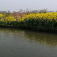 兴化千垛油菜花风景区含游船