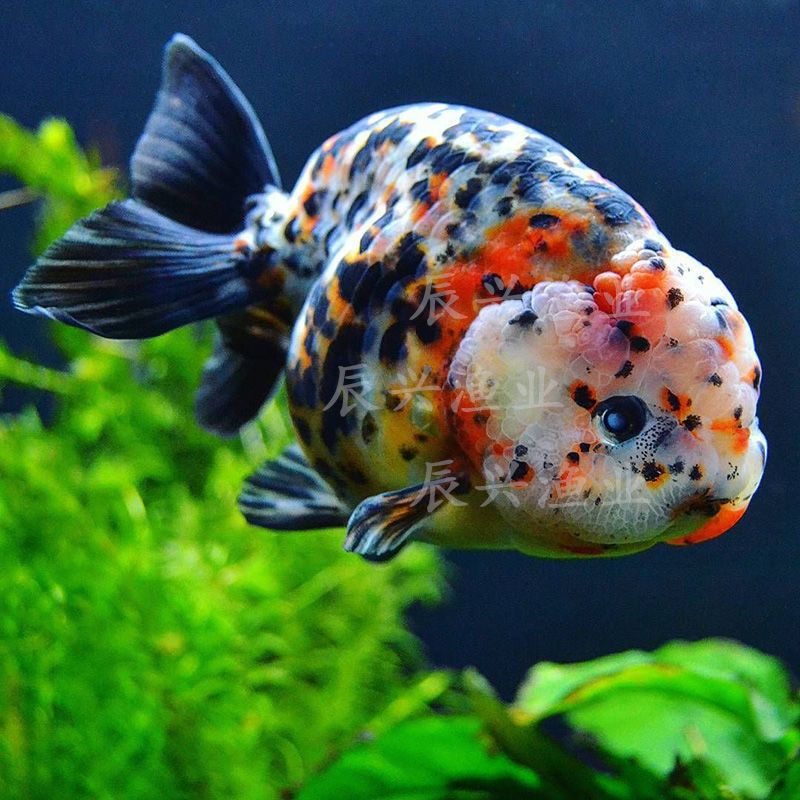 鱼小金鱼锦鲤鱼冷水鱼兰寿蝶尾易养招财宠物批发 3-4cm五花珍珠3条