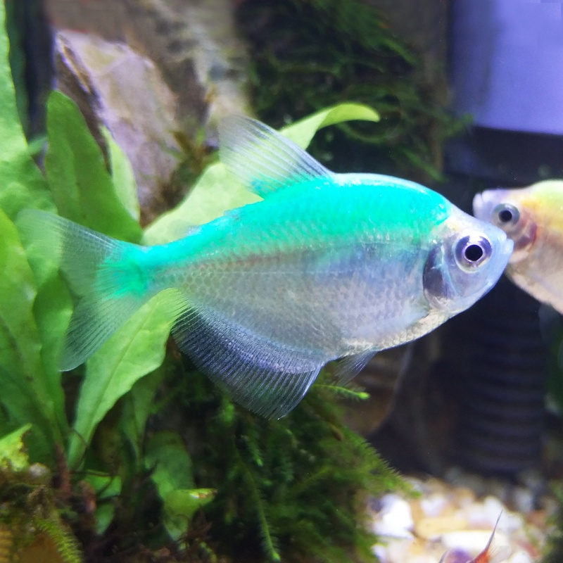 马特维matewei热带鱼七彩裙