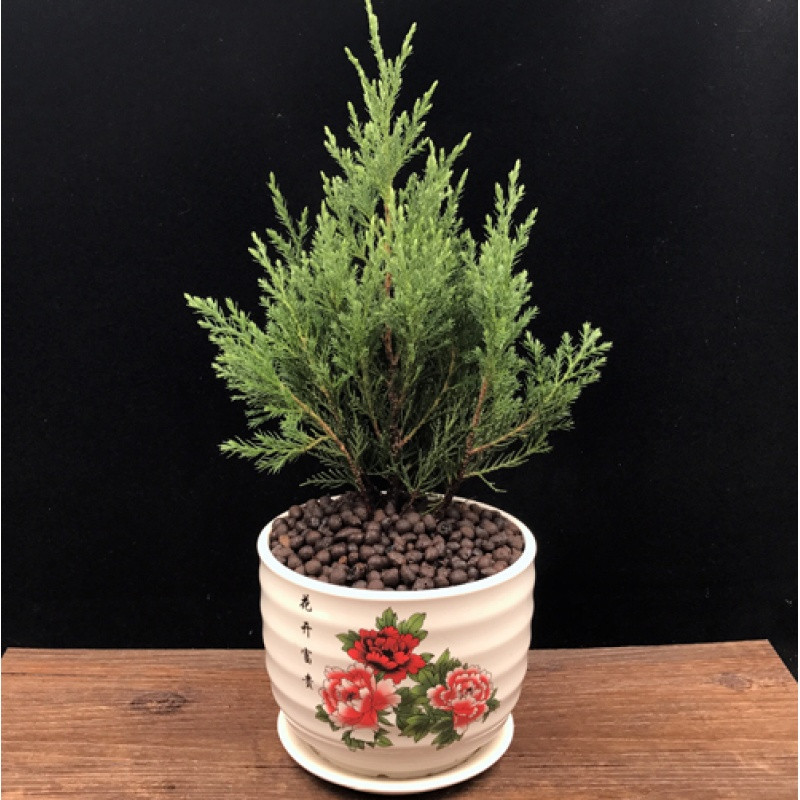 花小象园艺用品塔柏松柏小盆栽室内办公室盆景树苗花卉绿植园艺净化空气去甲醛 价格图片品牌报价 苏宁易购白熊家装专营店