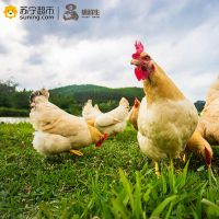 雉鲜生(Free Range Chicken) 农家散养土鸡走地鸡 800g/只桂皇鸡 2只装