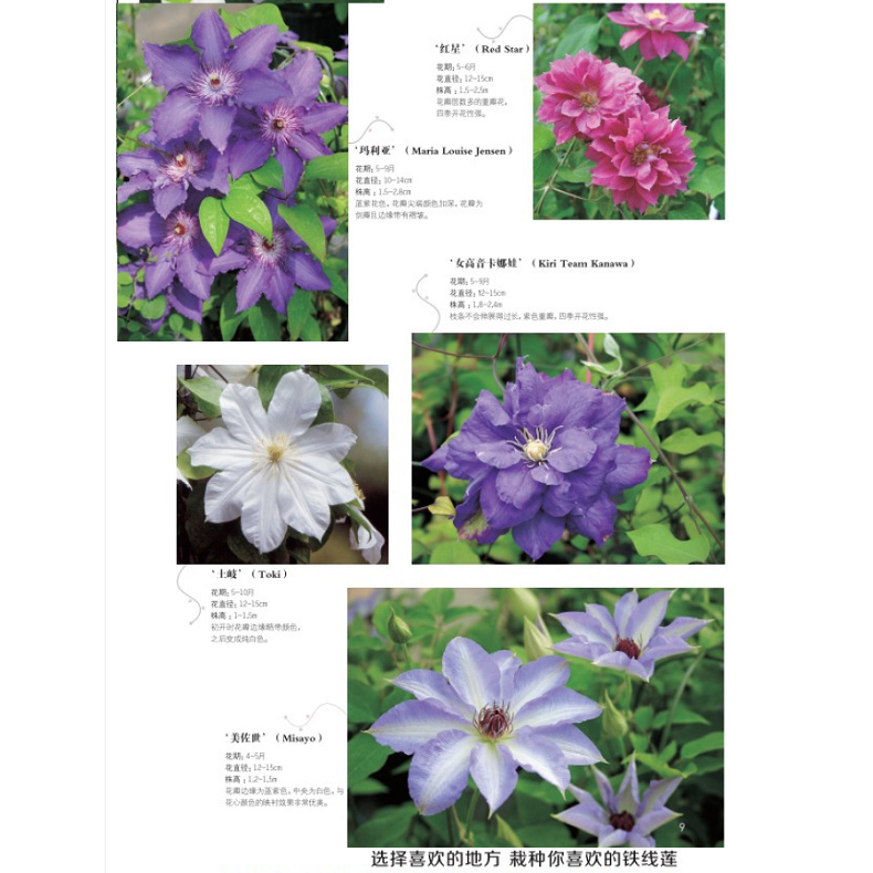 [醉染正版]铁线莲号 花园MOOK 日本园艺杂志花卉园艺植物栽培技术入门园艺书籍大全庭院花卉植物绿化绿植盆栽造景设计花卉高清大图
