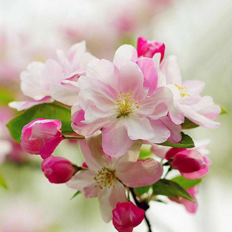 西府海棠花树苗盆栽垂丝海棠大苗庭院花卉苗庭院木本观花花卉植物 西府海棠粗2.5cm 裸根带泥浆发货实惠