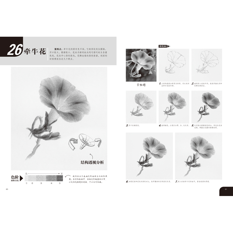 醉染图书素描轻松画:花果植物9787540155209高清大图