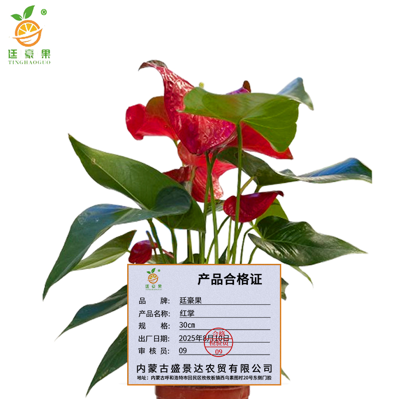 廷豪果 红掌 30cm /盆高清大图