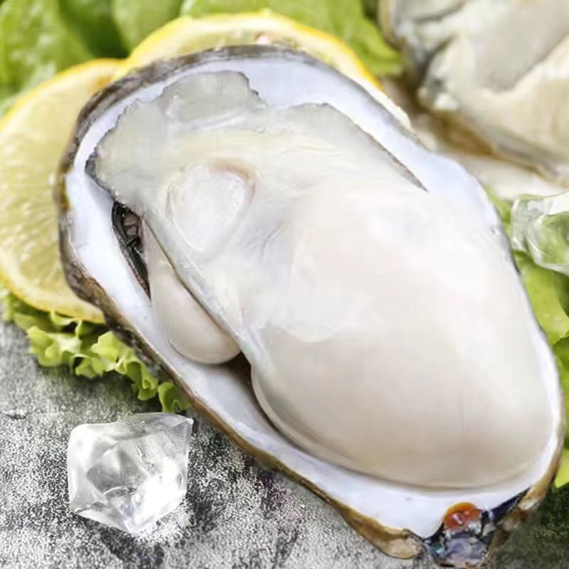 赛卡伊 [鲜活到家]乳山发货现捕生蚝大牡蛎新鲜生蚝肉贝类海鲜水产带