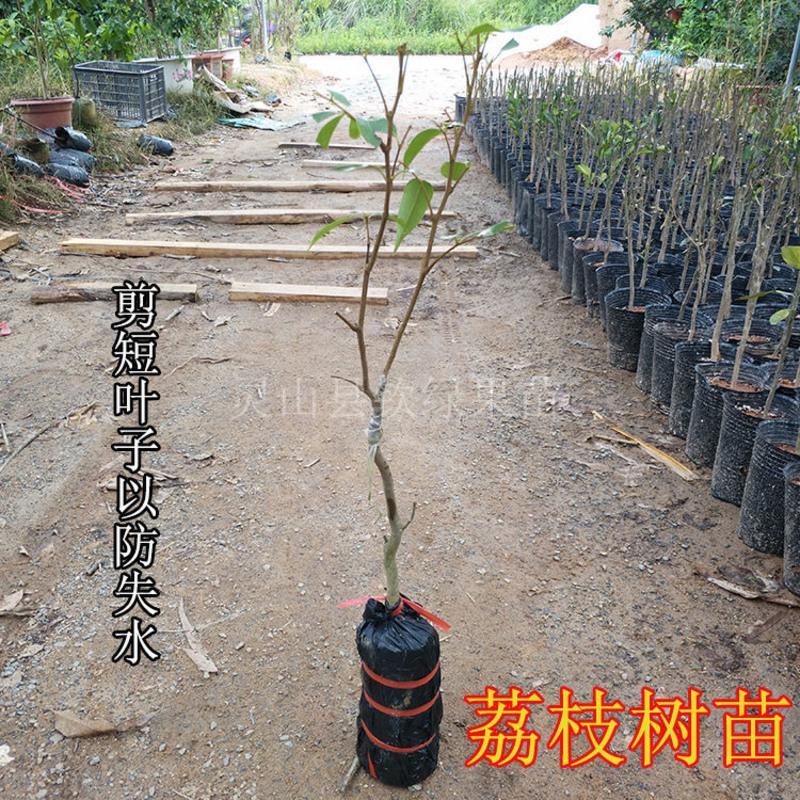 荔枝树苗嫁接苗妃子笑无核荔枝A4灵山香荔鸡嘴荔糯米糍南方果树苗 妃子笑荔枝 2年苗1棵 带土(优惠价)