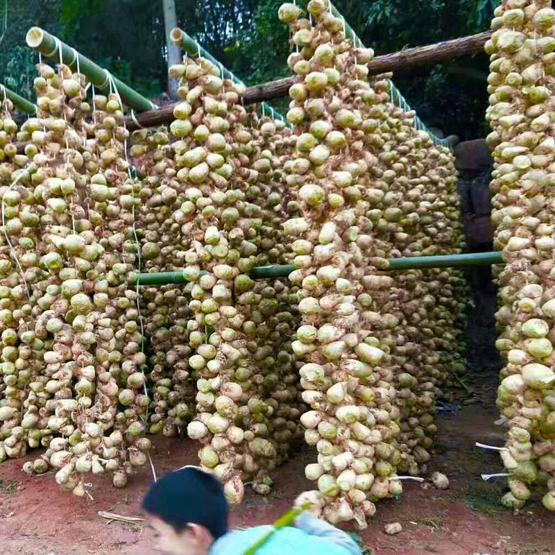 贵州原味大头菜丝遵义特产坛子菜芥菜丝大头萝卜丝农家菜500g1斤装