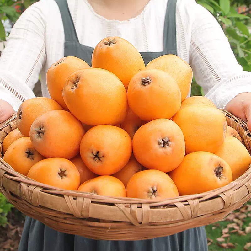 [熊猫鸟]四川五星枇杷 中果 净重4.5斤 新鲜当季水果现摘农家自种高清大图