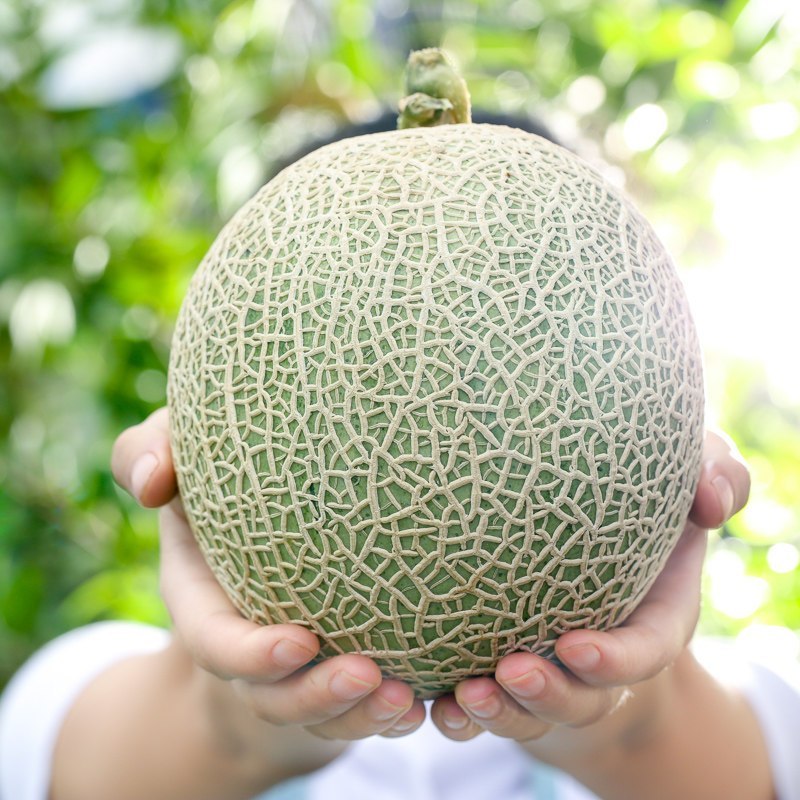 [熊猫鸟]新鲜网纹蜜瓜 净重2.5斤 1-2个 应季水果 新鲜甜瓜 鲜果高清大图