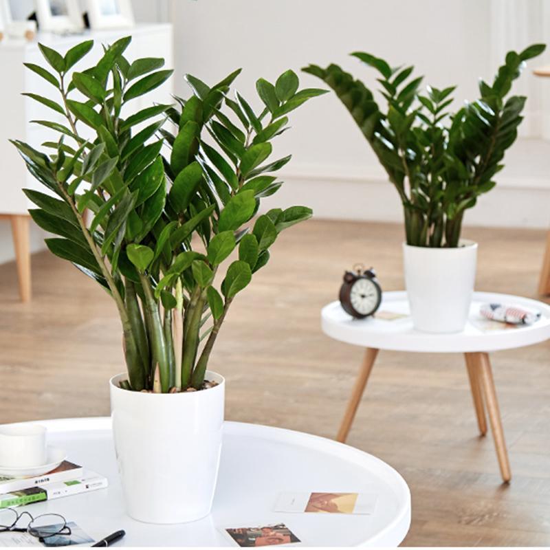 室内植物装饰摆件金钱树盆栽客厅花卉盆景盆栽绿植大盆金钱树图案随机