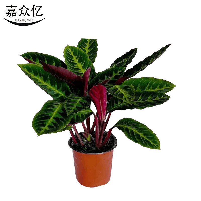 嘉众忆 紫背天鹅绒盆栽60cm JZY-PZ002 个图片