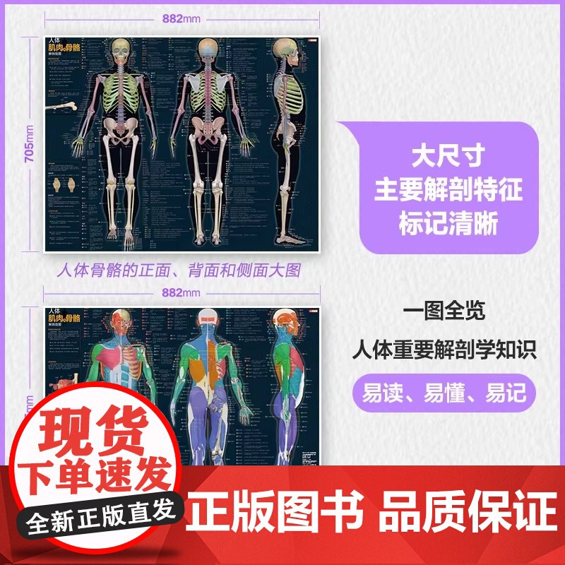 人体肌肉与骨骼解剖挂图 人邮体育解剖图谱编写组 编 基础医学文教 正版图书籍高清大图