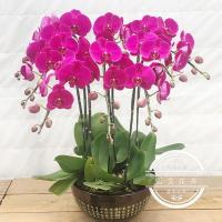 绿植蝴蝶兰苗盆栽四季花苗办公室内客厅桌面绿植花卉当年开花紫蝴蝶不含盆