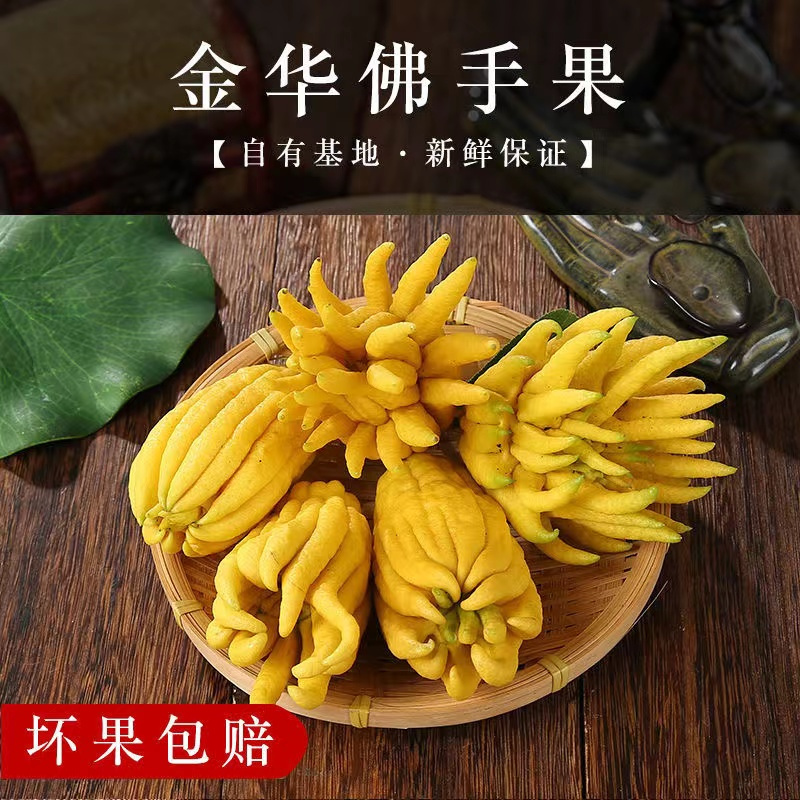5斤(1个果)金佛手果现摘金华金佛手鲜果香橼供观赏把玩除味食用佛手水