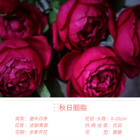秋日胭脂[中苗1加仑] 带盆栽好 雷叔的花园秋日胭脂月季花苗特大花盆栽四季开花爬藤月季庭院灌木